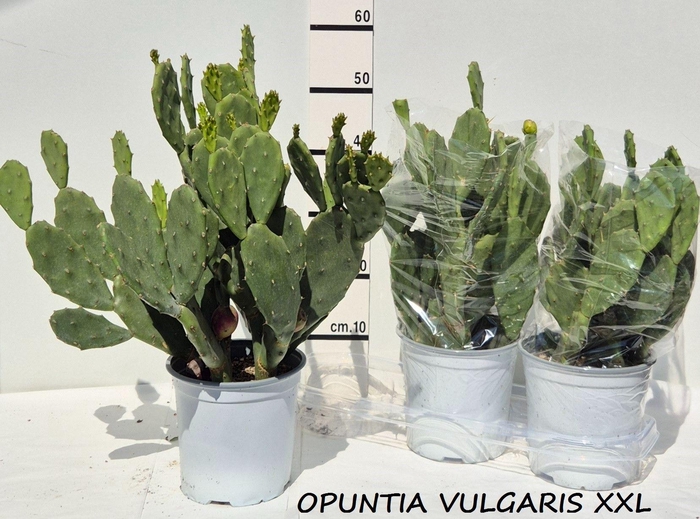 <h4>OPUNTIA</h4>