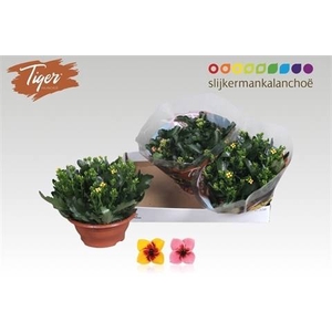 KAL EN TIGER GEM