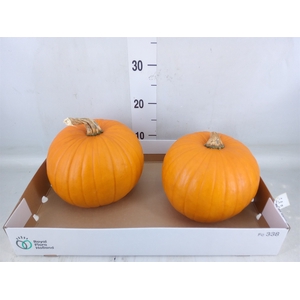Cucurbita max. 'Halloween'