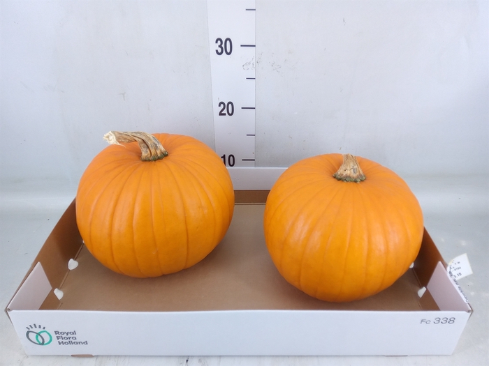 <h4>Cucurbita max. 'Halloween'</h4>