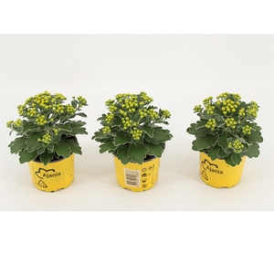 Ajania pacifica 'Silver and Gold'