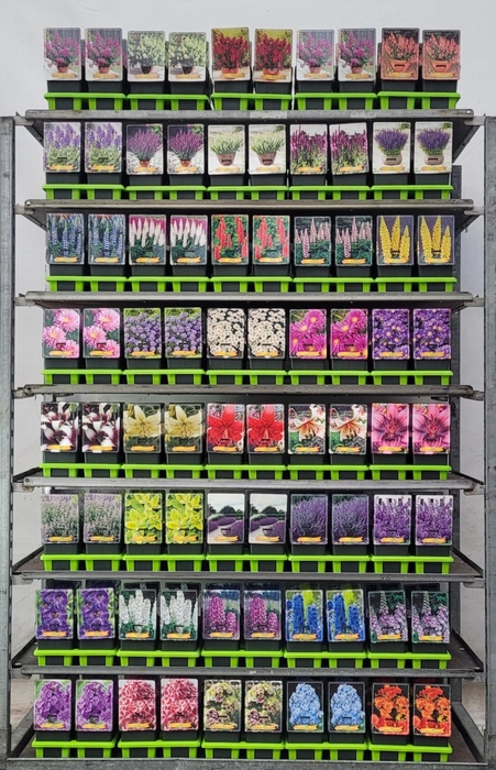 Vaste planten mixkar