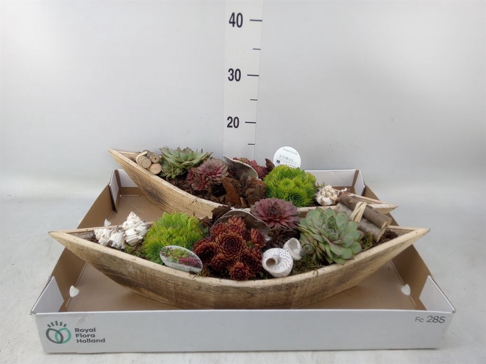 <h4>Arr.  Sempervivum L%</h4>
