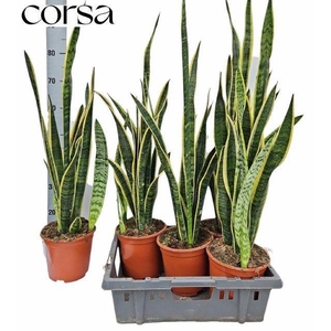 SANSEV LAURENTII P17 55CM