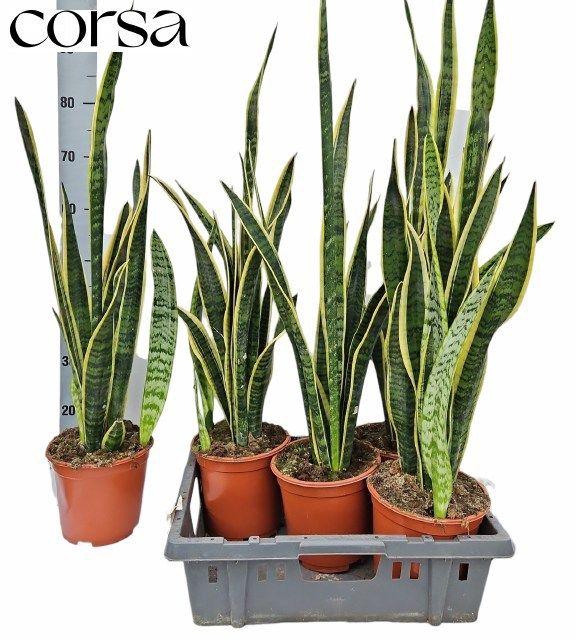 <h4>SANSEV LAURENTII P17 55CM</h4>