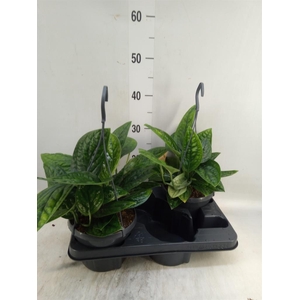 Epipremnum pinn. 'Marble Planet'