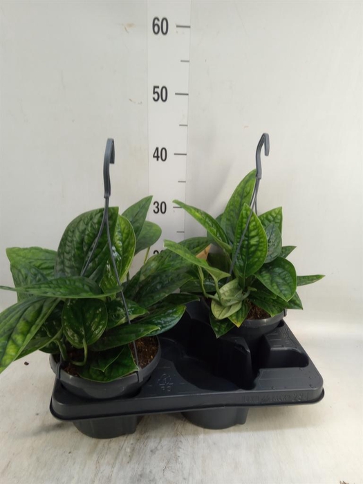 <h4>Epipremnum pinn. 'Marble Planet'</h4>