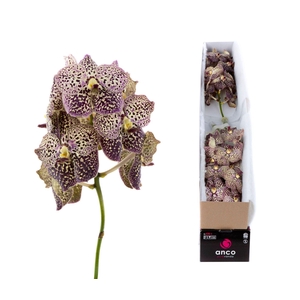 Vanda  'Sunanda Ocelot Sangria'