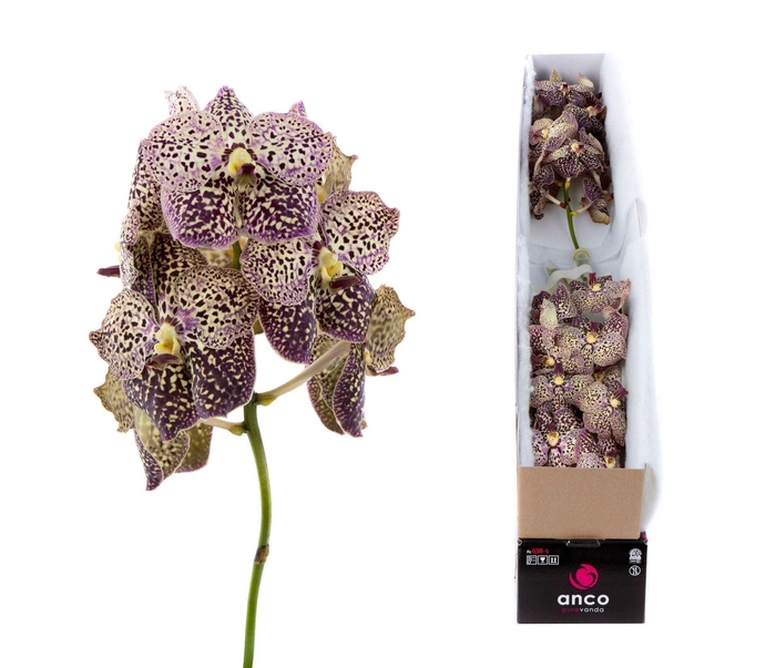 <h4>Vanda 'Sunanda Ocelot Sangria'</h4>