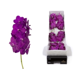 Vanda 10 tak Rasberry Cerise