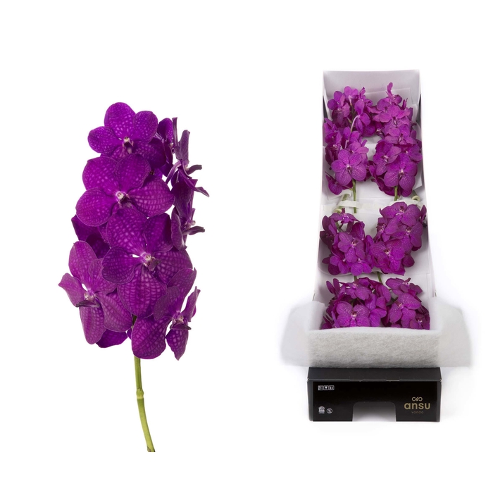 <h4>Vanda 10 tak Rasberry Cerise</h4>