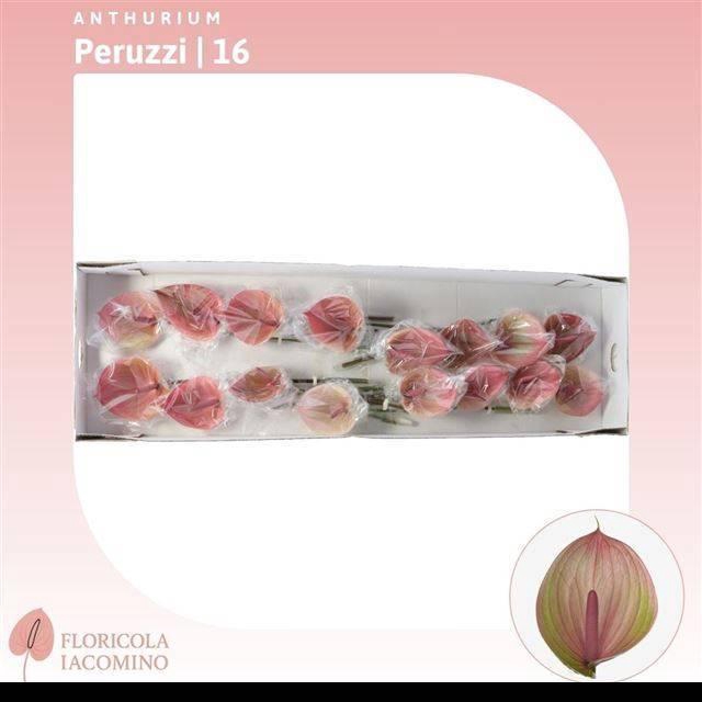 <h4>ANTH A PERUZZI</h4>