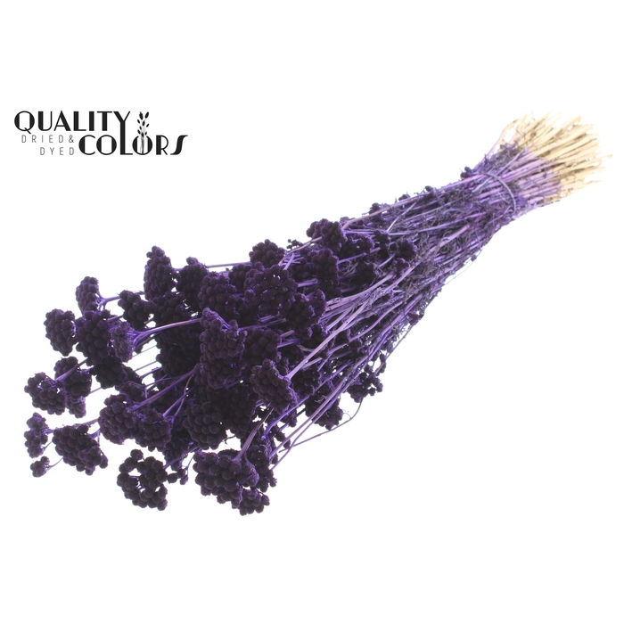 <h4>Lona per bunch Purple</h4>