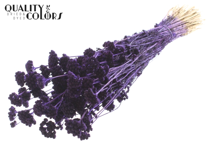 Lona per bunch Purple