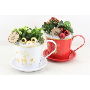 arr2 PL - Zink kop&schotel rood/wit