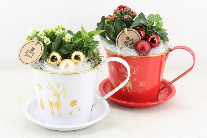 <h4>arr2 PL - Zink kop&schotel rood/wit</h4>