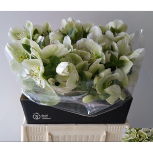 HELL FRK MOLLYS WHIT