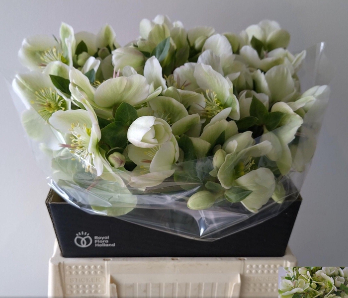 <h4>HELL FRK MOLLYS WHIT</h4>