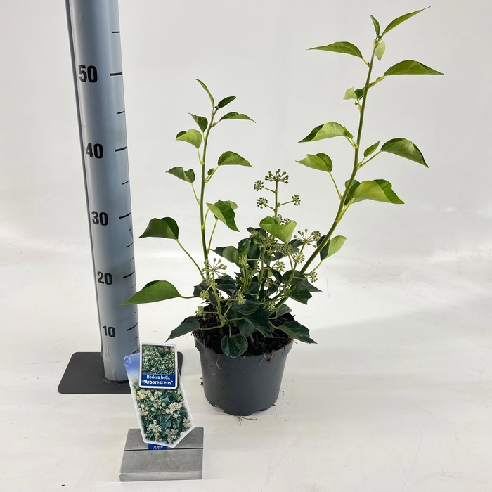 <h4>Hedera helix 'Arborescens'</h4>