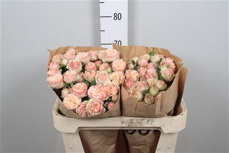 R Tr Gentle Trendsetter