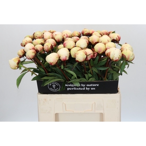Paeonia Dr F.G. Brethour