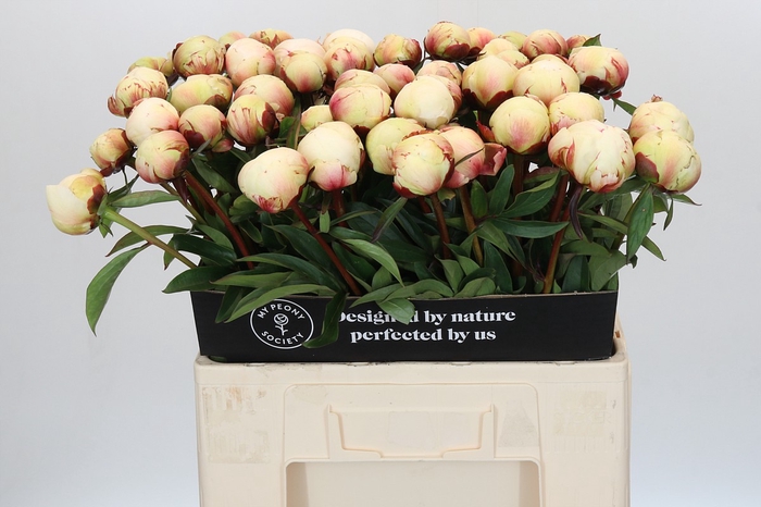 Paeonia Dr F.G. Brethour