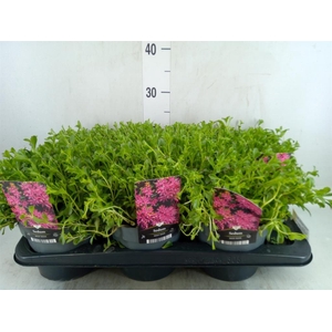 Sedum spurium 'Spot on deep Rose'
