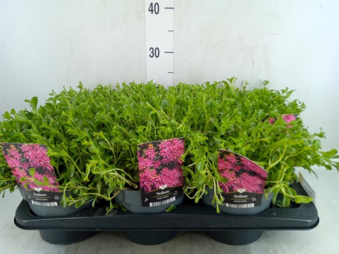 <h4>Sedum spurium 'Spot on deep Rose'</h4>