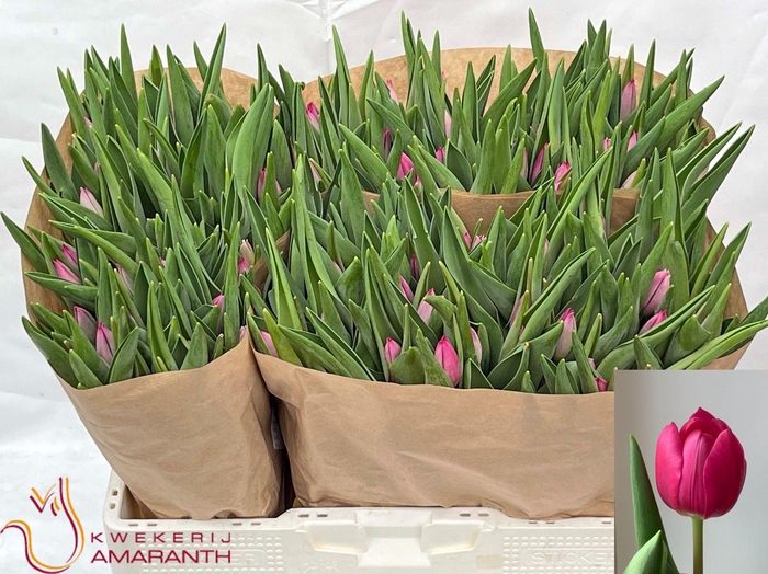 <h4>TU EN PINK ARDOUR</h4>