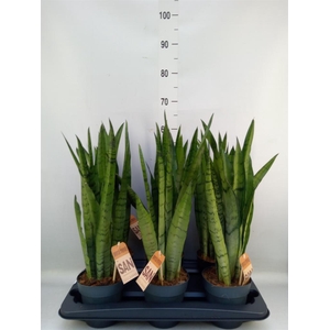 Sansevieria trifa.   ...