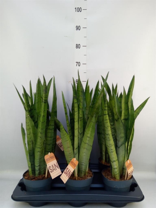 <h4>Sansevieria trifa.   ...</h4>