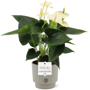 Anthurium Cocos in Pure Ivy ceramics