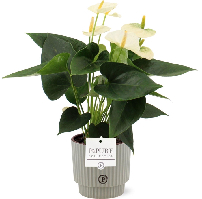 <h4>Anthurium 12 cm Cocos in Pure Ivy ceramics</h4>
