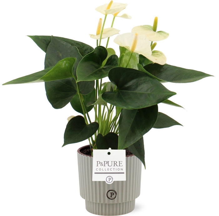 <h4>Anthurium 12 cm Cocos in Pure Ivy ceramics</h4>