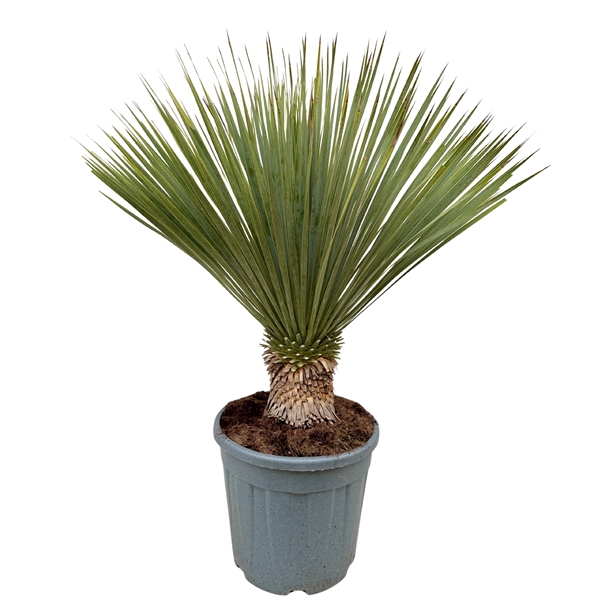 <h4>Yucca rostrata P35</h4>