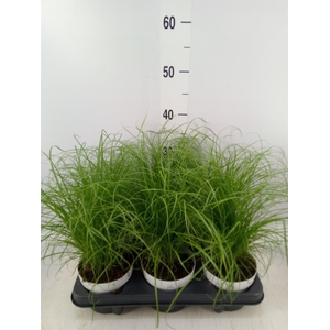 Cyperus alternifolius 'Zumula'