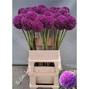 Allium Giganteum
