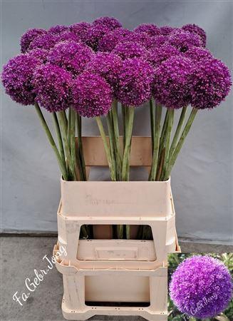 <h4>Allium Giganteum</h4>