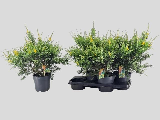 <h4>GENISTA X SP</h4>