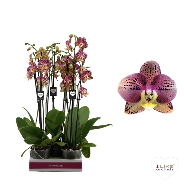 <h4>Phalaenopsis Flash - 2 tak 60cm</h4>