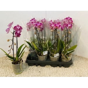 PHAL OV