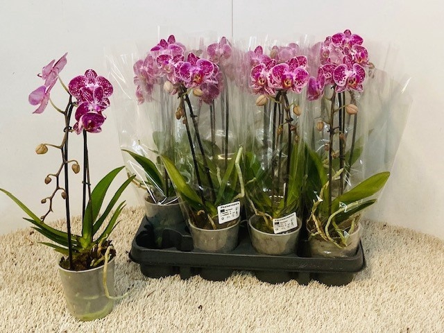 <h4>PHAL OV</h4>