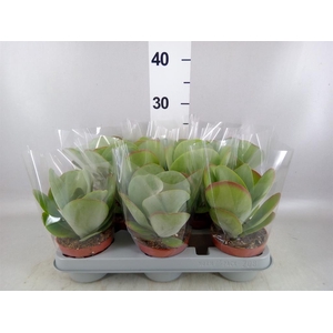 Kalanchoe NF thyrsiflora 'Red Lips'