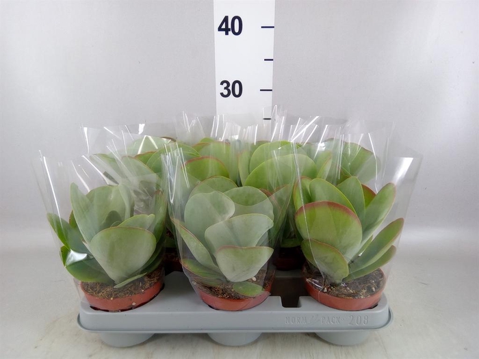 <h4>Kalanchoe NF thyrsiflora 'Red Lips'</h4>
