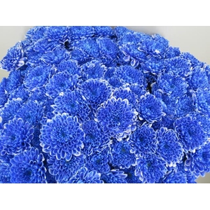 Chr T Altaj Blauw