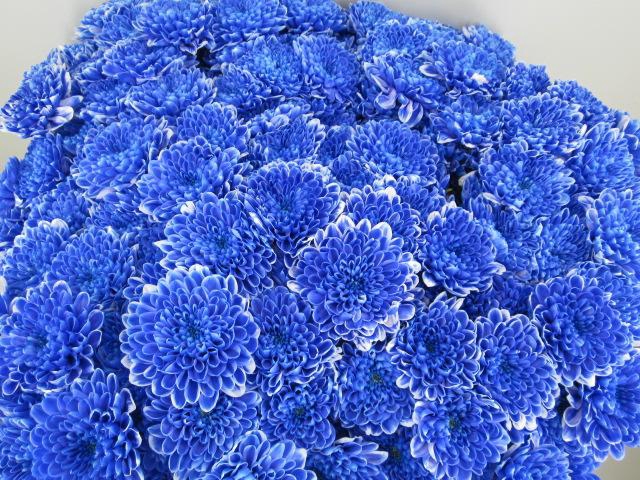 <h4>Chr T Altaj Blauw</h4>