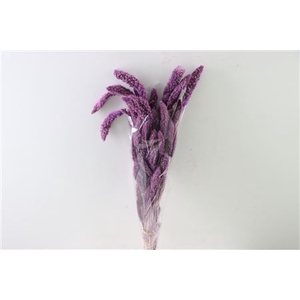 Dried Setaria Bl Milka Bunch