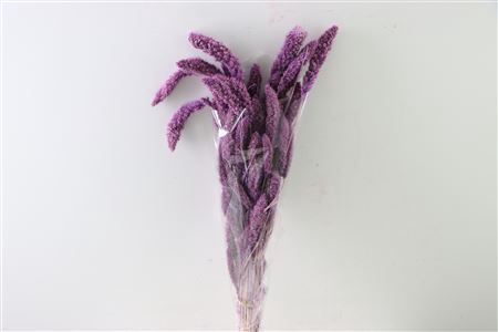 Dried Setaria Bl Milka Bunch