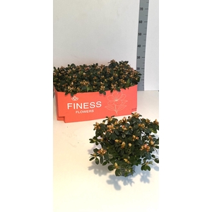 RHODO SI SACHSENSTER