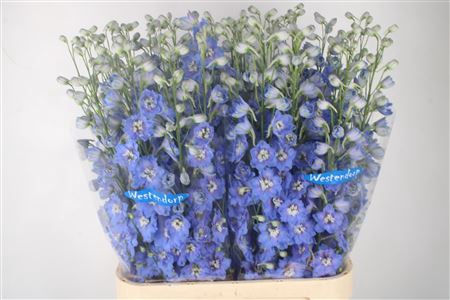 <h4>Delph El Kissi Ocean Blue</h4>
